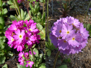 Primula denticulata 'Nepal Mischung'