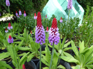 Primula vialii