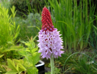 Primula vialii