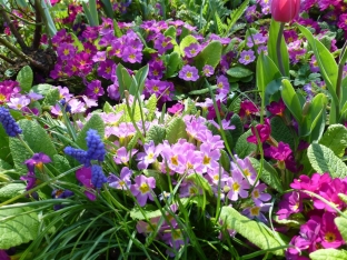 Primula vulgaris 'Grandiflora'