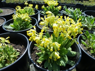 Primula veris 'Auslese'