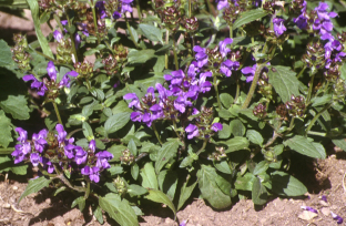Prunella grandiflora