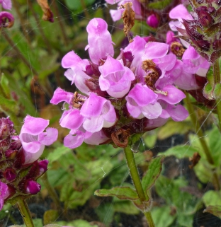 Prunella grandiflora 'Rubra'