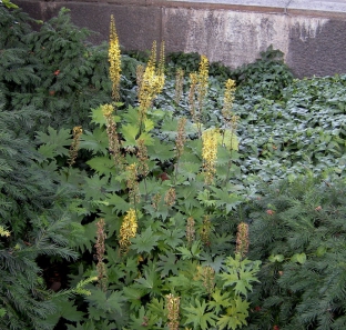 Ligularia przewalskii