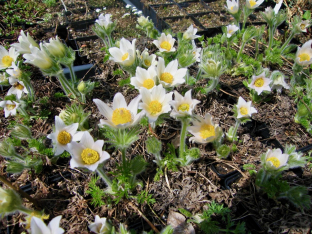 Pulsatilla vulgaris 'Alba'