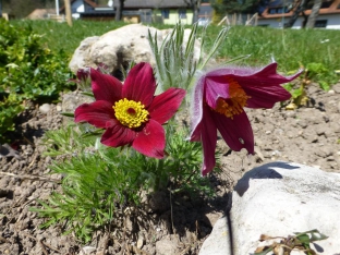 Pulsatilla vulgaris 'Rote Glocke'