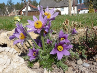 Pulsatilla vulgaris (violett)