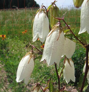 Campanula punctata