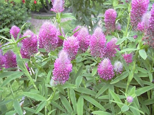 Trifolium rubens