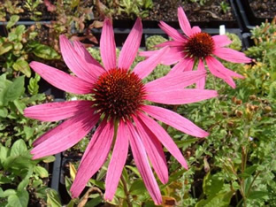 Echinacea purpurea