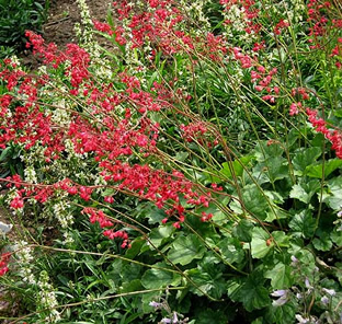 Heuchera sanguinea 'Sioux Falls'