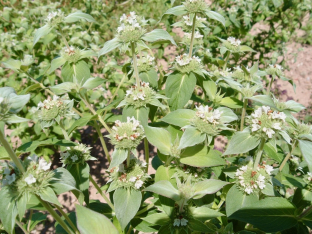 Pycnanthemum muticum