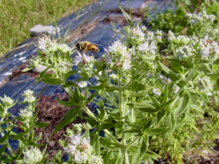 Pycnanthemum pilosum