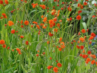 Emilia coccinea 'Scarlet Magic'