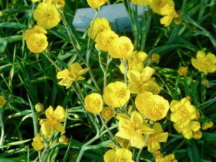 Ranunculus gramineus