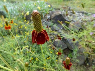 Ratibida columnifera var. pulcherrima