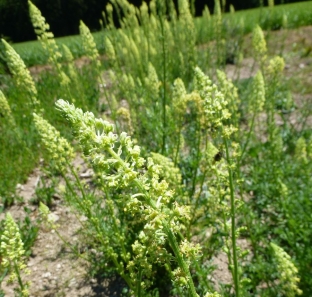 Reseda lutea