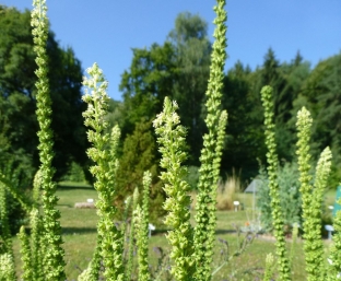 Reseda luteola