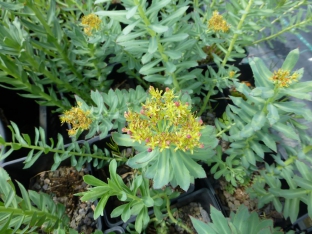 Rhodiola rosea