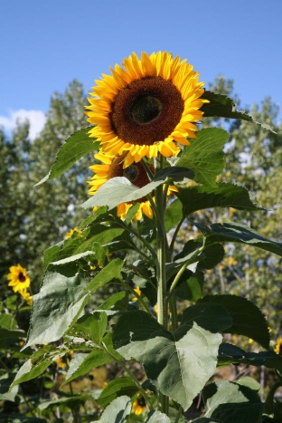 Helianthus annuus 'Titan'