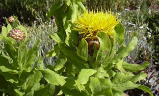 Centaurea macrocephala