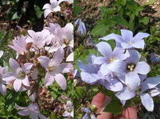 Campanula lactiflora (Mischung)