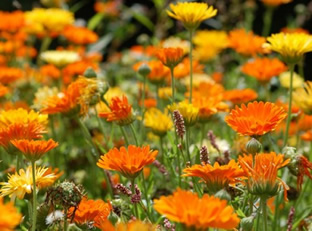 Calendula officinalis (orange)