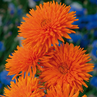 Calendula officinalis 'Orange Porcupine'