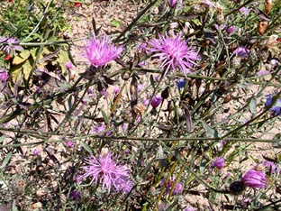 Centaurea stoebe