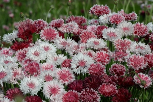 Centaurea cyanus 'Classic Romantic'