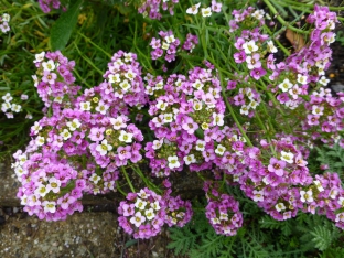 Lobularia maritima 'Rosie O Day'