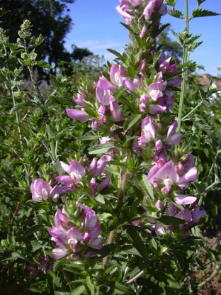 Ononis spinosa