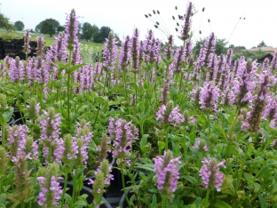 Nepeta nervosa 'Pink Cat'