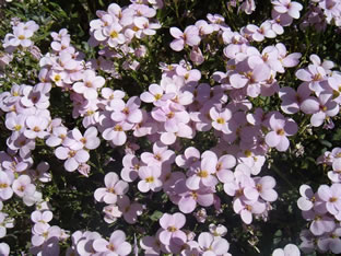 Arabis x arendsii 'Rosea'