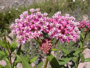 Asclepias incarnata