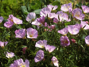 Oenothera speciosa