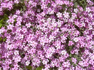 Gypsophila repens 'Rosea'