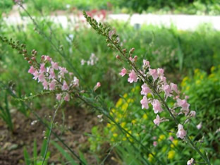 Linaria purpurea 'Canon J. Went'