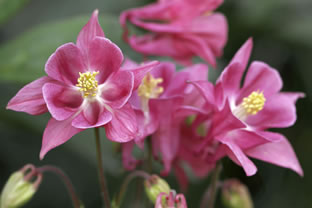 Aquilegia vulgaris 'Altrosa'