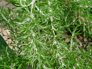Rosmarinus officinalis