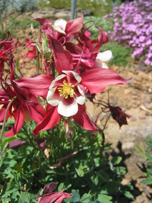 Aquilegia caerulea 'Rotstern'