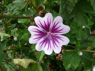 Malva sylvestris 'Zebrina'