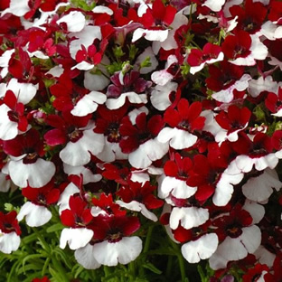 Nemesia strumosa 'Triumph National Ensign'