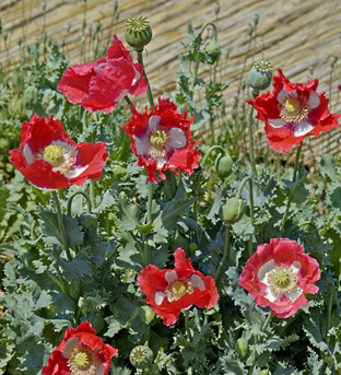 Papaver somniferum 'Danish Flag'