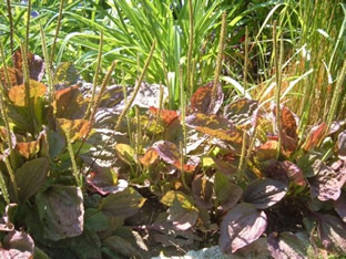 Plantago major 'Rubra'