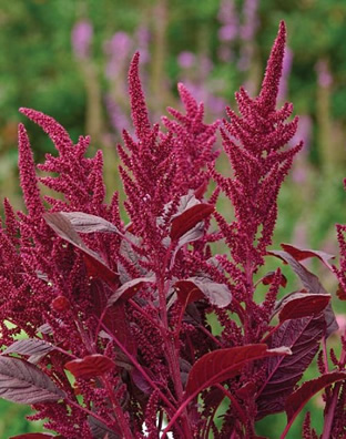 Amaranthus cruentus 'Velvet Curtains'