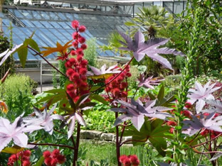 Ricinus communis 'Impala'