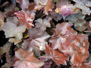 Heuchera americana 'Palace Purple'