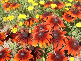 Rudbeckia hirta 'Autumn Colours'