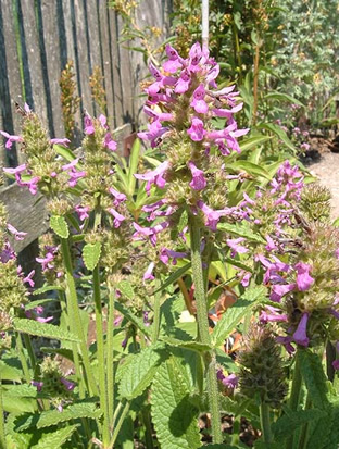 Stachys officinalis
